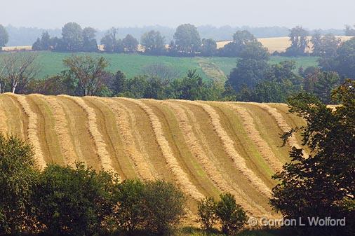 Striped Field_05599.jpg - Photographed near Keene, Ontario, Canada.